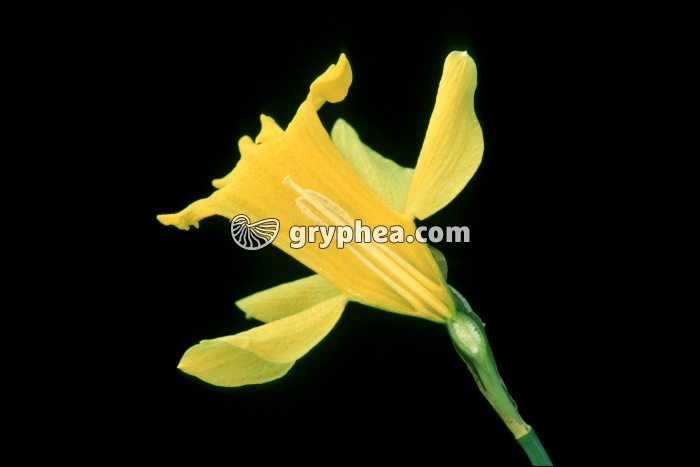 Narcisse (Narcissus pseudonarcissus) - fleur en CL - gryphea.com